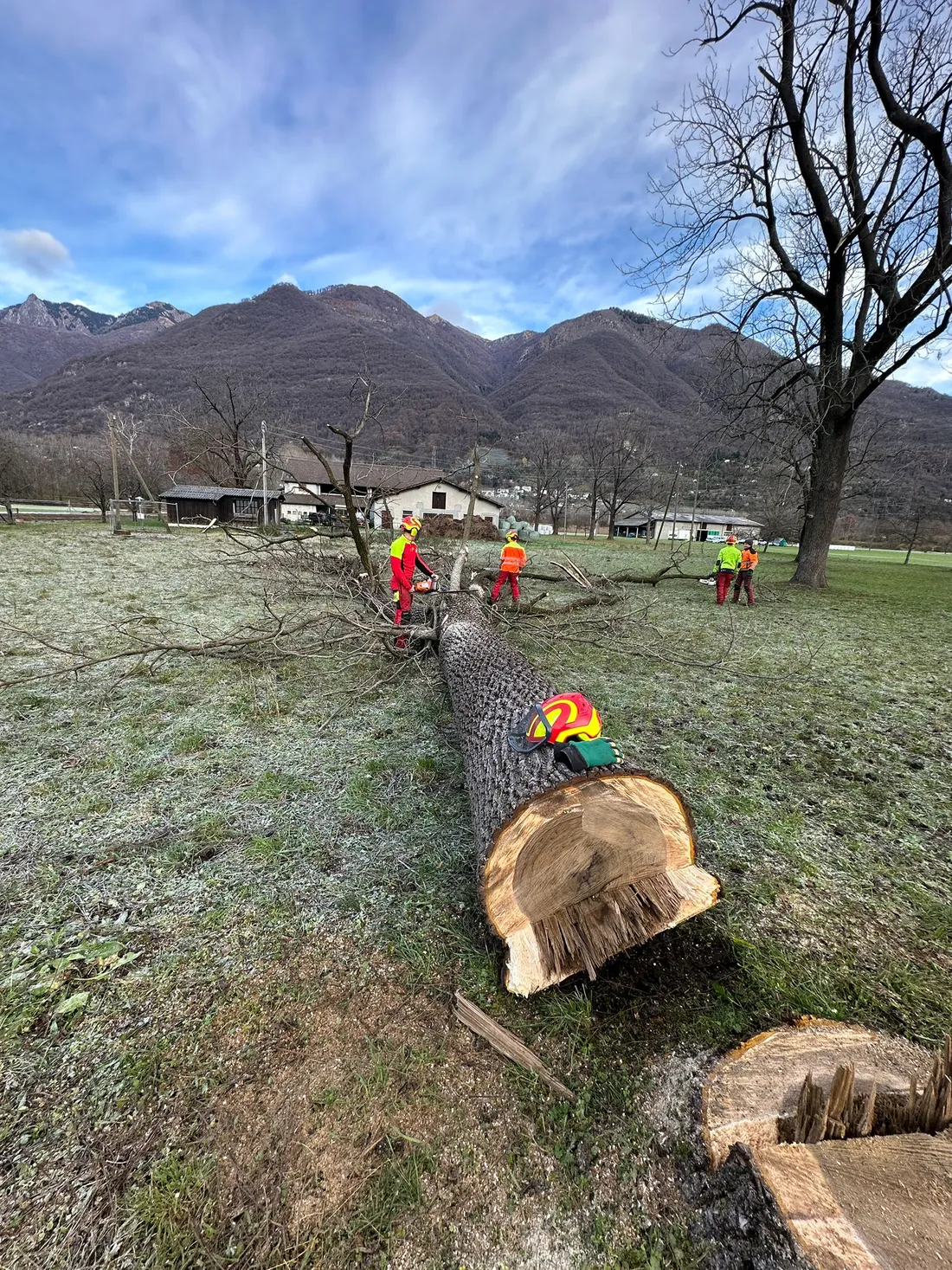 Abbattimento di un grande tronco nel bosco